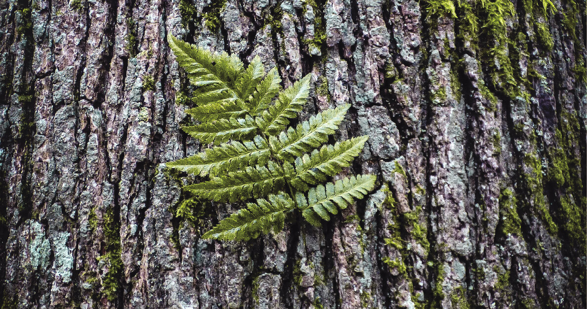 ARBRES
