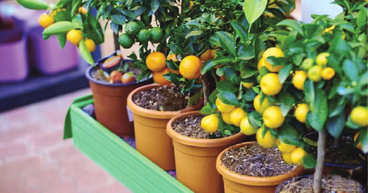 FRUITIERS
