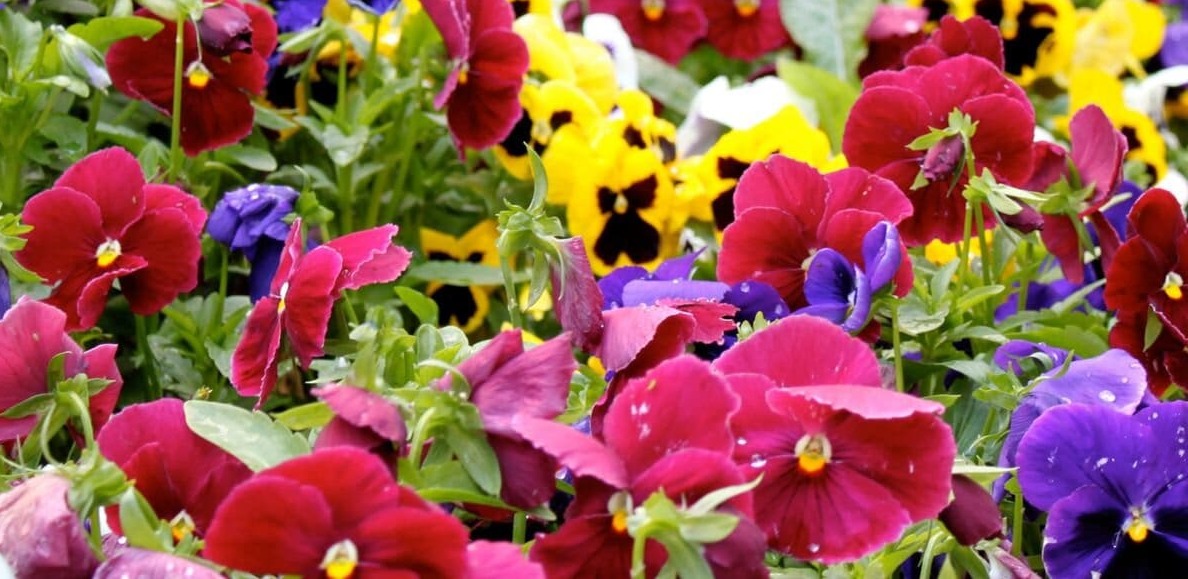 PLANTES A FLEURS