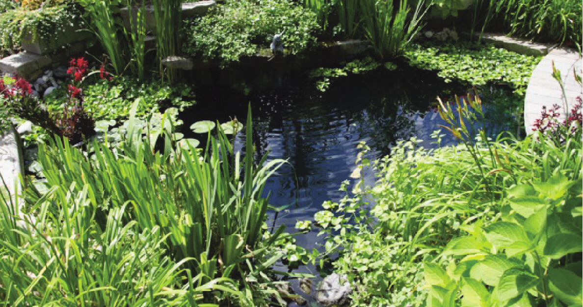 PLANTES AQUATIQUES