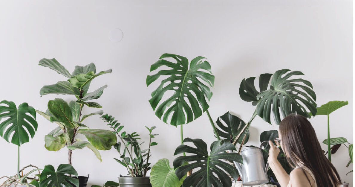 PLANTES VERTES ET TROPICALES