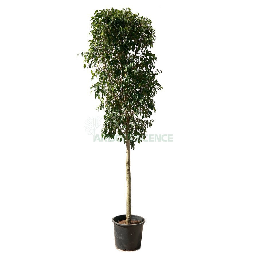 FICUS BENJAMINA