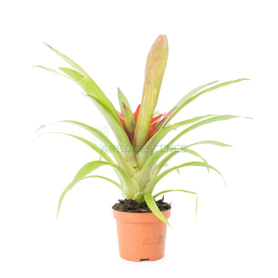 GUZMANIA