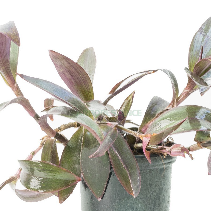 TRADESCANTIA