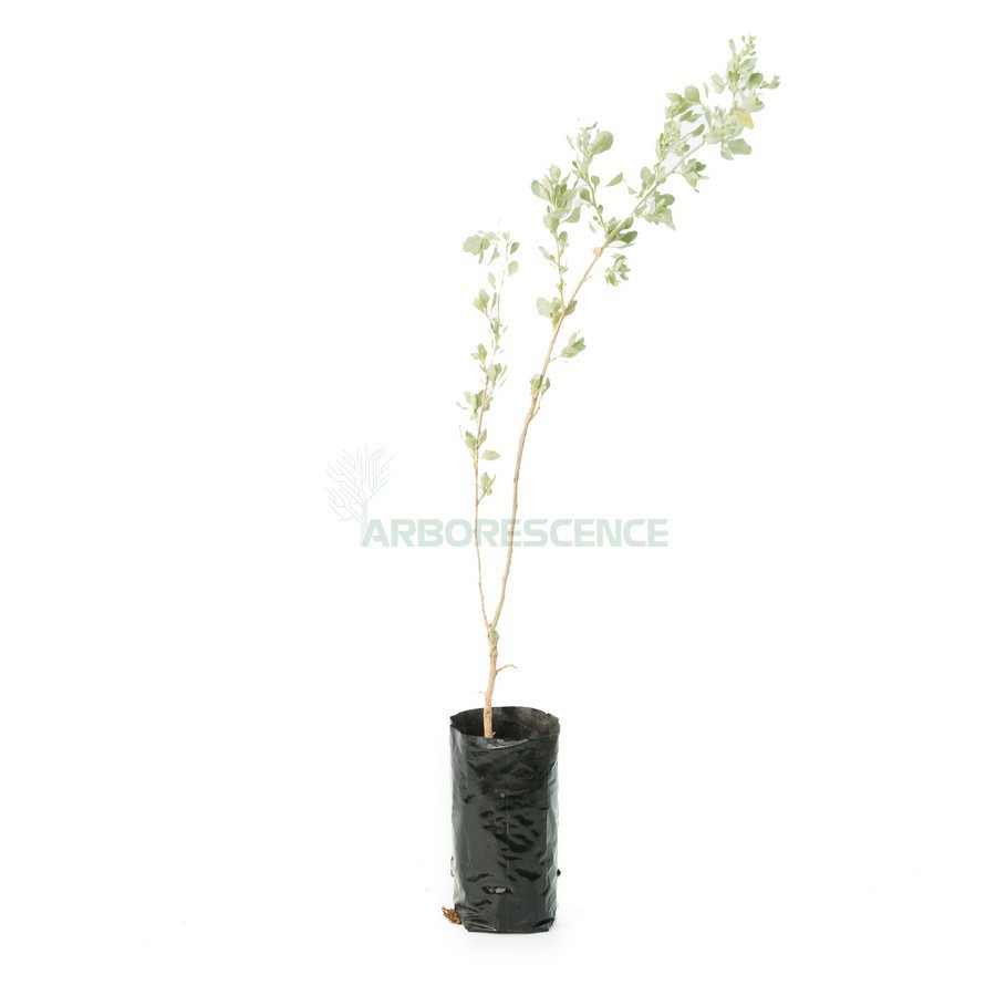 ATRIPLEX SEMIBACCATA