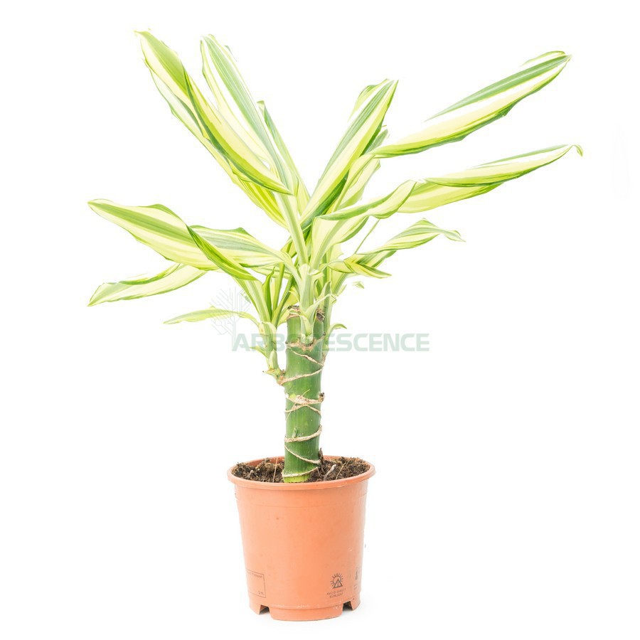 DRACAENA YELLOW