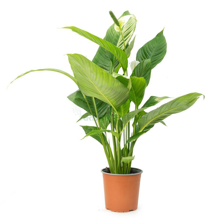 SPATHIPHYLLUM "SWEET SILVIO"