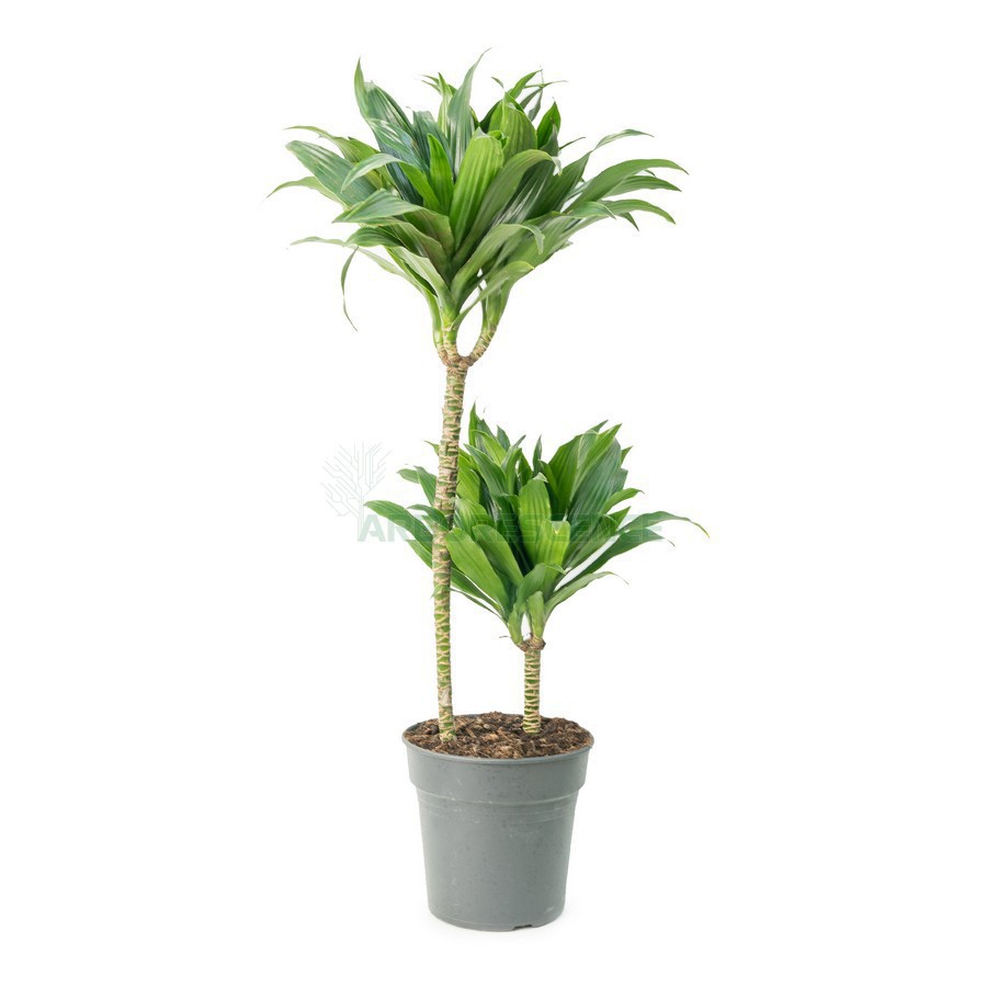 DRACAENA COMPACTA