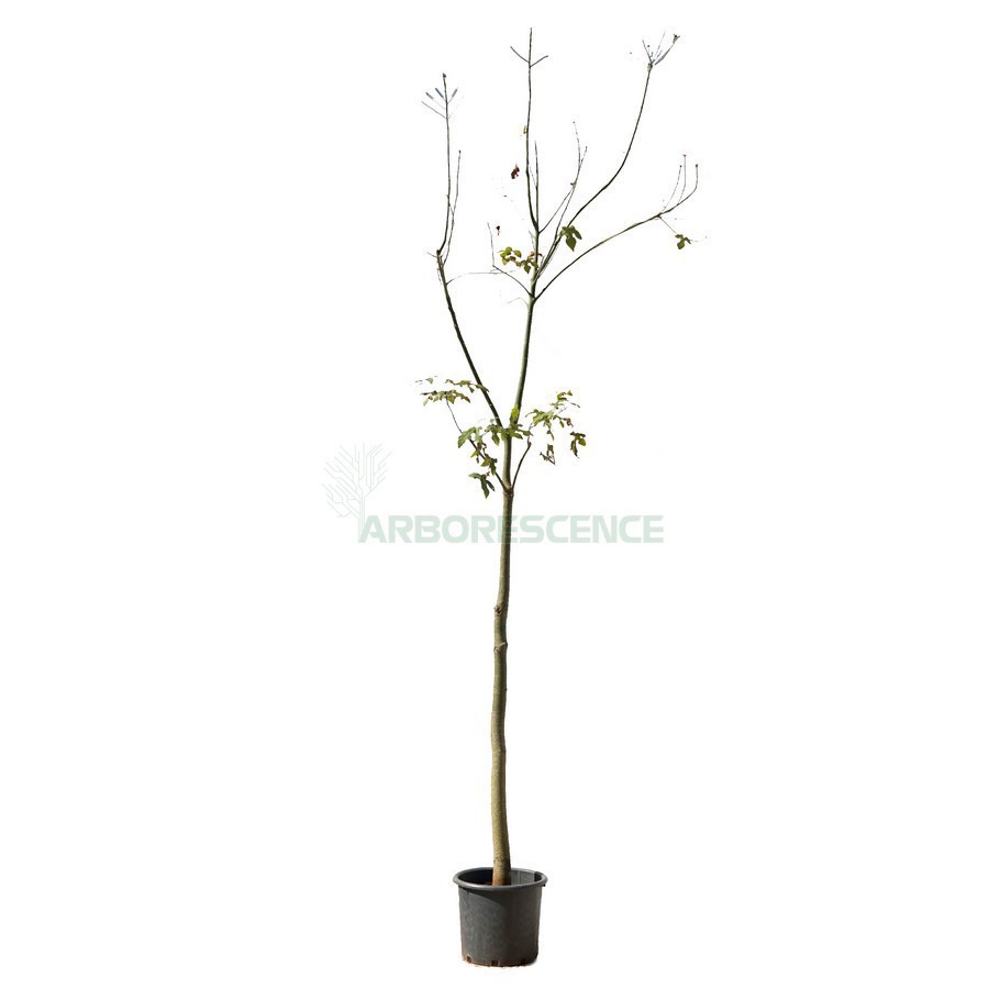 BRACHYCHITON DISCOLOR