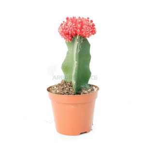 GYMNOCALYC. BRASIL GEM