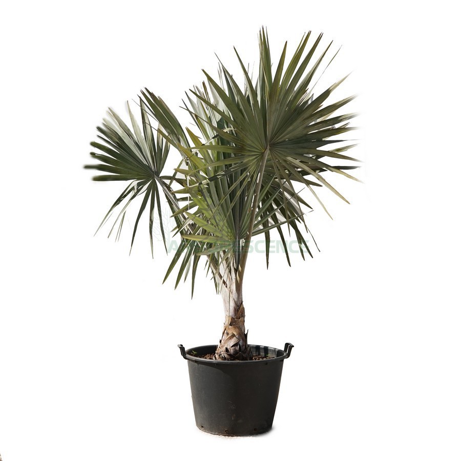BISMARCKIA NOBILIS