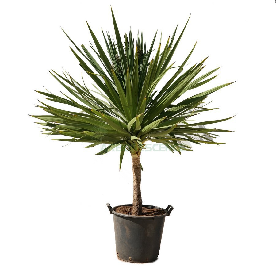 DRACAENA INDIVISA