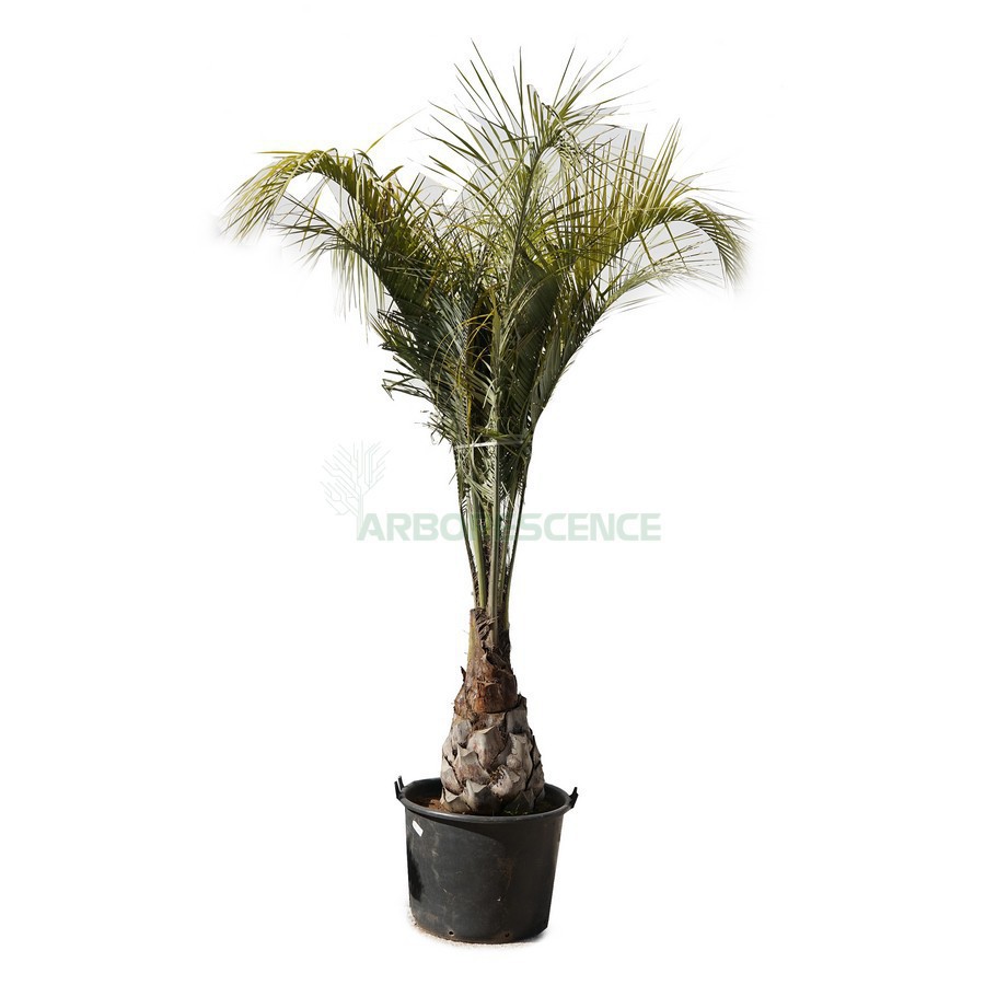 BUTIA CAPITATA