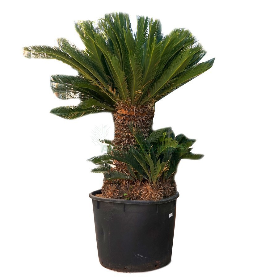 CYCAS REVOLUTA