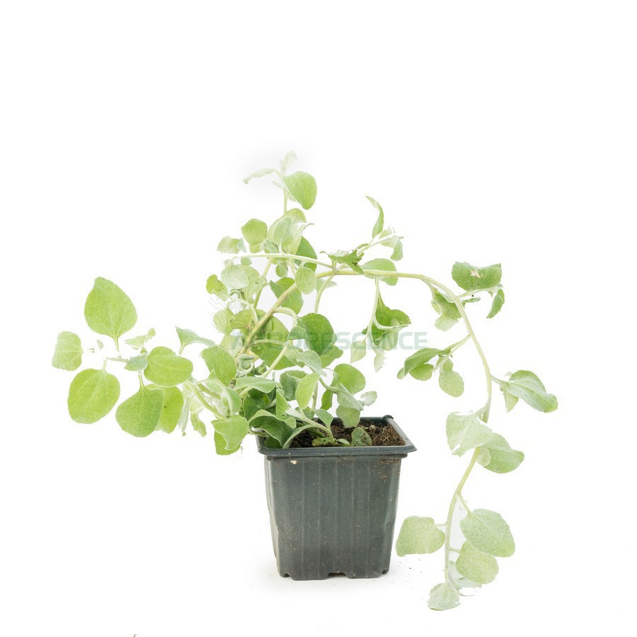 GNAPHALIUM