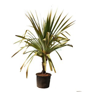 PANDANUS VEITCHII SIMPLE