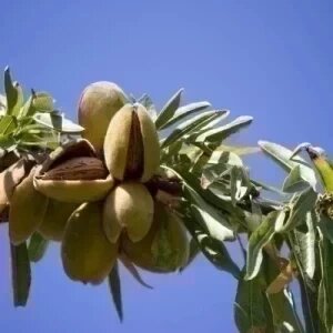 PRUNUS DULCIS (AMANDIER)
