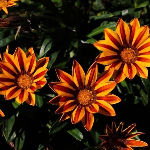 GAZANIA