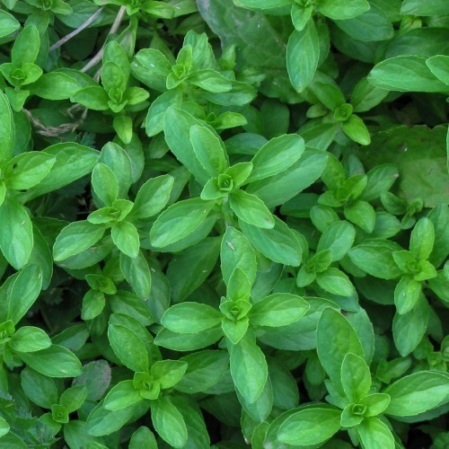 MENTHE POULIOT
