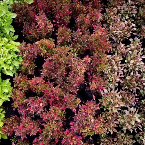 ALTERNANTHERA