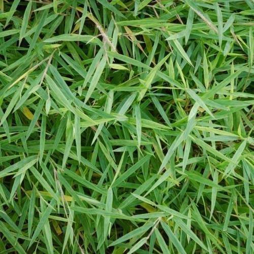 Variant 3