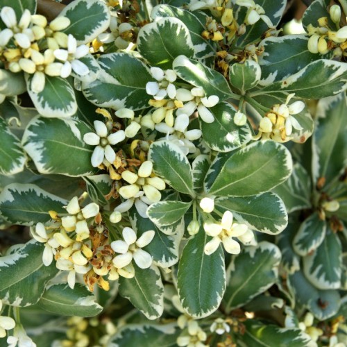 PITTOSPORUM TOBIRA VARIEGATUM