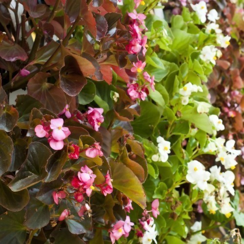 BEGONIA