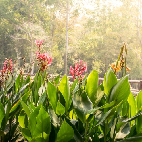 CANNA INDICA