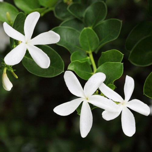 CARISSA GRANDIFLORA