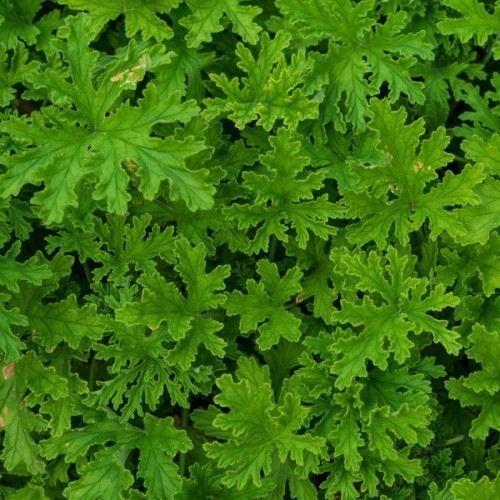 GERANIUM ODORANT