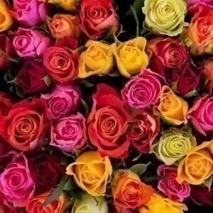 ROSIER