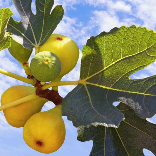 FICUS CARICA