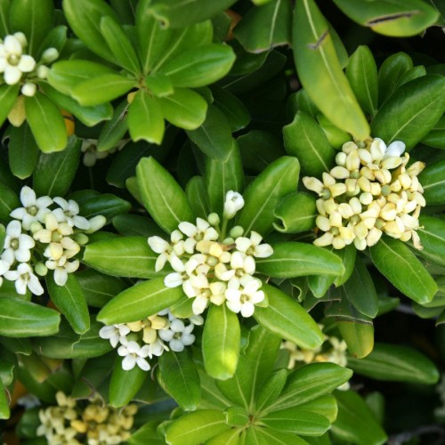 PITTOSPORUM TOBIRA NANA