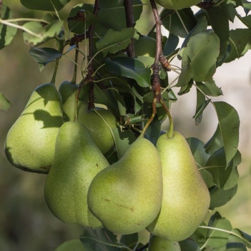 PYRUS COMMUNIS (POIRIER)
