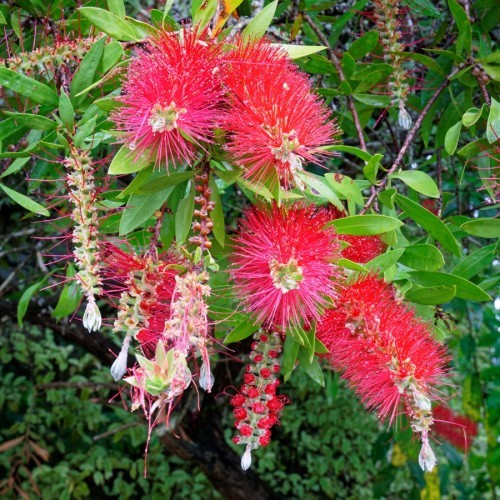 CALLISTEMON VIMINALIS