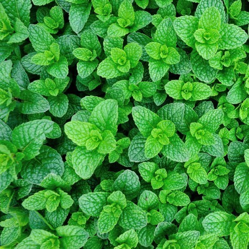 MENTHE