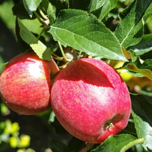 MALUS DOMESTICA (POMMIER)