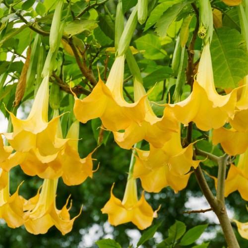 BRUGMANSIA CANDIDA (DATURA)