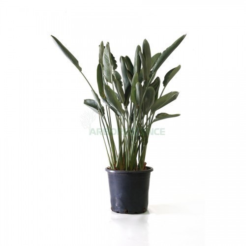 STRELITZIA REGINAE (OISEAU DE PARADIS)