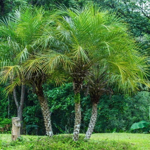 PHOENIX ROEBELENII (DATTIER DU MEKONG DATTIER NAIN)