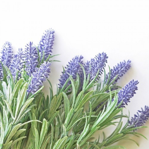 LAVANDULA OFFICINALIS (LAVANDE)