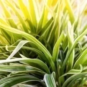 PHALANGIUM (CHLOROPHYTUM)