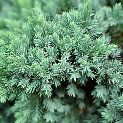 JUNIPERUS (GENEVRIER)