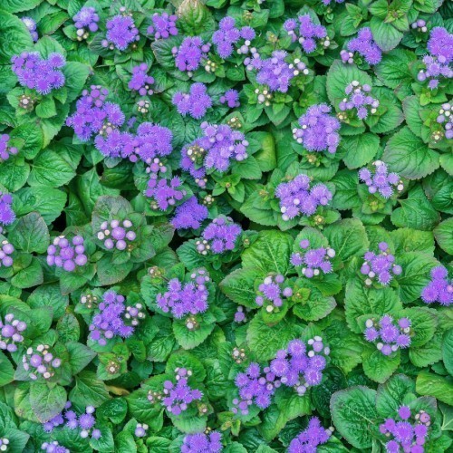 AGERATUM