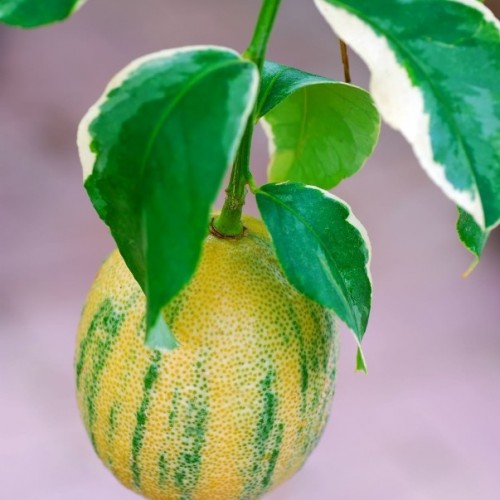 CITRUS LIMON (CITRONNIER PANACHE)