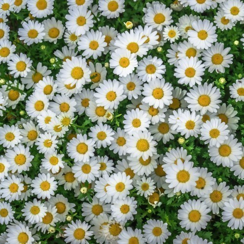 ANTHEMIS