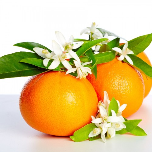 CITRUS SINENSIS (ORANGER)