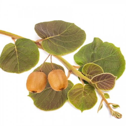 ACTINIDIA DELICIOSA (KIWI)