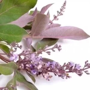VITEX TRIFOLIA