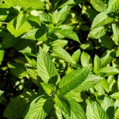 MENTHE POIVRE